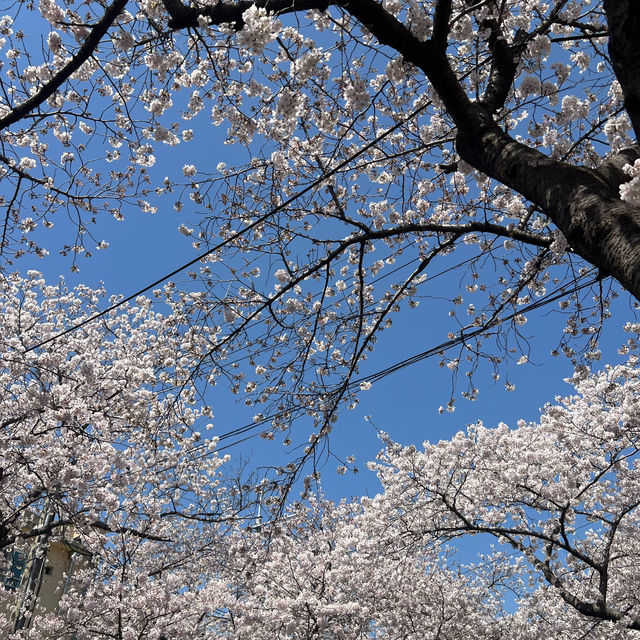 🌸 진해군항제 로망스 다리에서의 벚꽃 감상 🌸