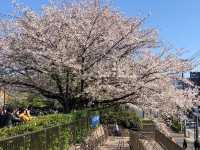 【東京】飛鳥山公園：櫻花🌸賞景，3月底-4月上旬最佳