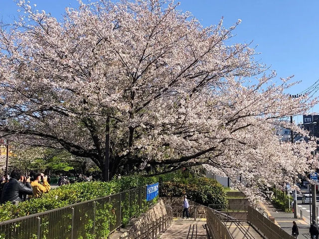 【東京】飛鳥山公園：櫻花🌸賞景，3月底-4月上旬最佳