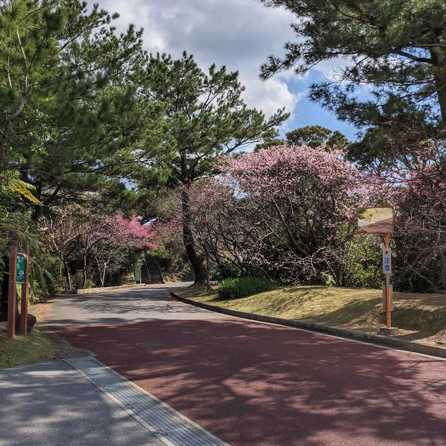 【沖繩名護中央公園】2024年櫻花季，不容錯過