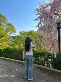 🌸포토스팟 가득한 용인 벚꽃 명소인 "에버랜드"🌸