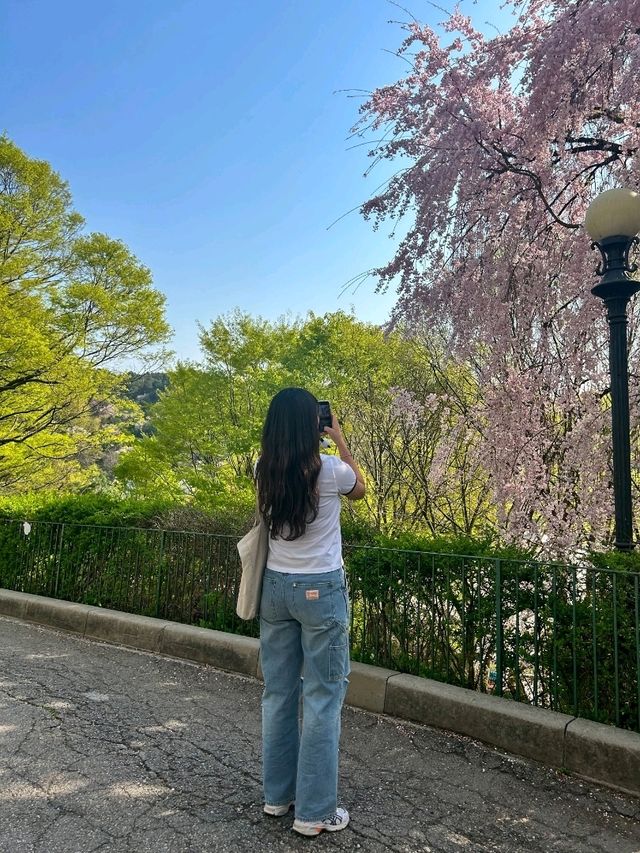 🌸포토스팟 가득한 용인 벚꽃 명소인 "에버랜드"🌸