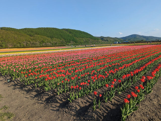 Kamiyubetsu Tulip Park