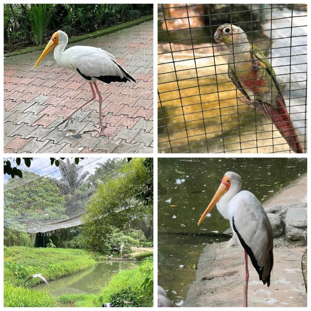 吉隆坡飛禽公園：多種鳥類、貓頭鷹、孔雀、鸚鵡，親近大自然的好去處