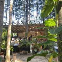 คาเฟ่กลางป่าสน 🌲