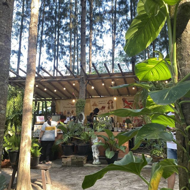 คาเฟ่กลางป่าสน 🌲