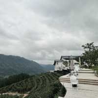 臺北茶鄉景點～農林熊空茶園～山水景緻