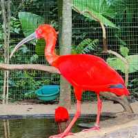 吉隆坡飛禽公園：熱帶鳥語花香，適合感受大自然生命力的理想場所