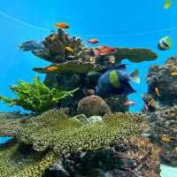 COEX商場內巨型水族館：海底奇景