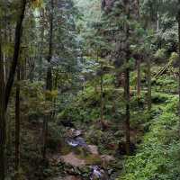 Akamine露營區🏕️探索綠林