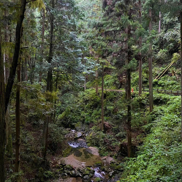 Akamine露營區🏕️探索綠林