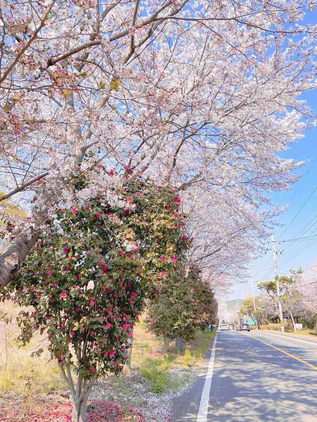 🌸창원 가포로 숨겨진 동백벚꽃길🌸