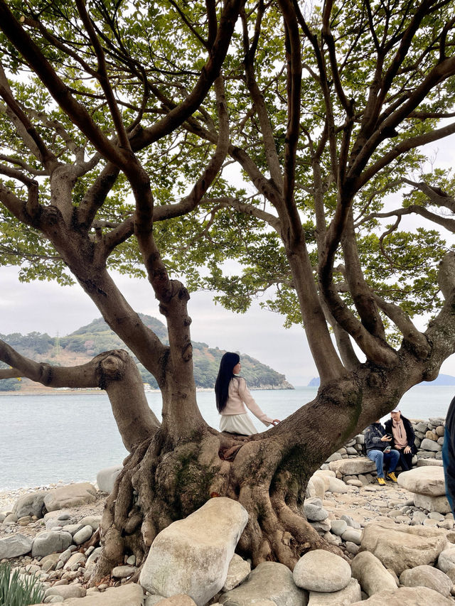 💐거제 공곶이 가신다구요? 이렇게 가지마세요🙅🏻‍♀️