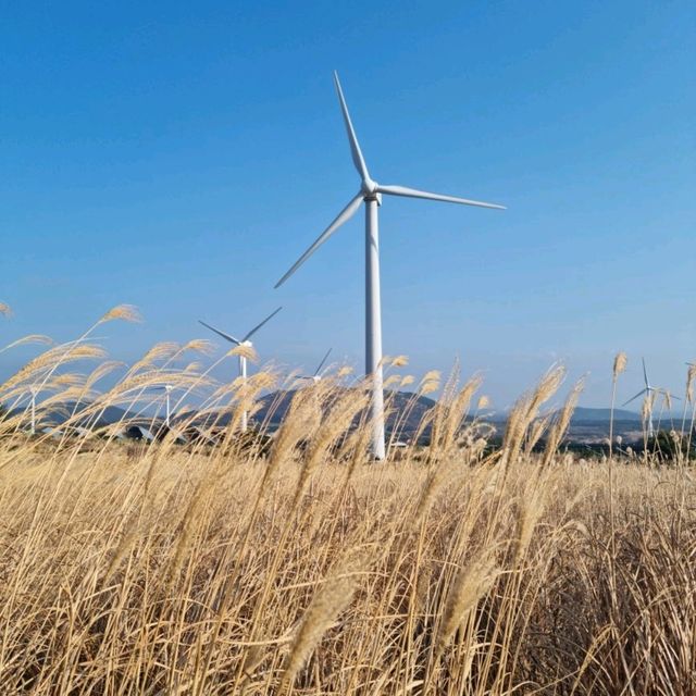 제주도 유채꽃프라자에서 ~