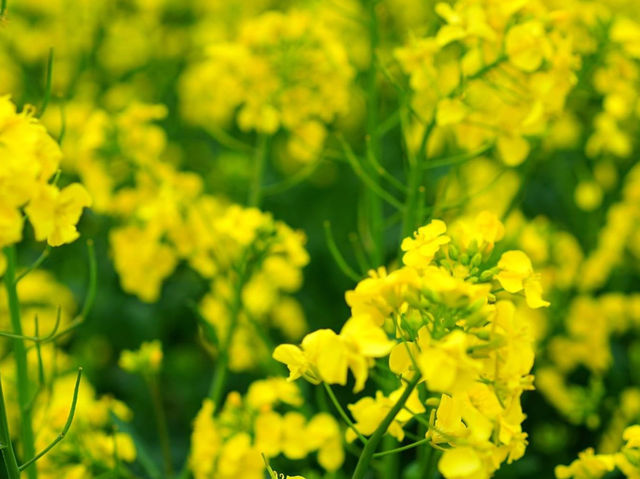 北海道瀧川市油菜花田