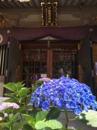 【集財祭/東京都】境内にあふれる見頃の紫陽花