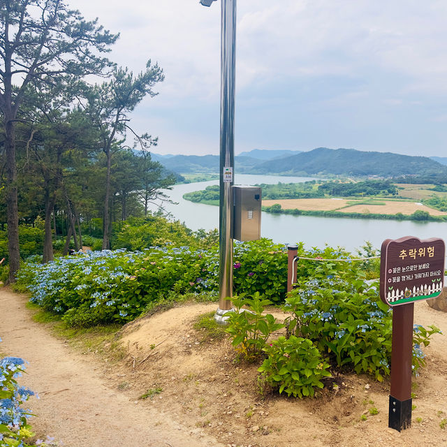 느림의 미학 영산강 느러지 전망대에서 수국을 즐기다🪻