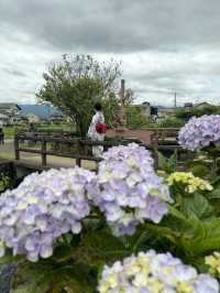 〜神奈川県〜ココは絶対行って！絶景無料あじさいスポット✨