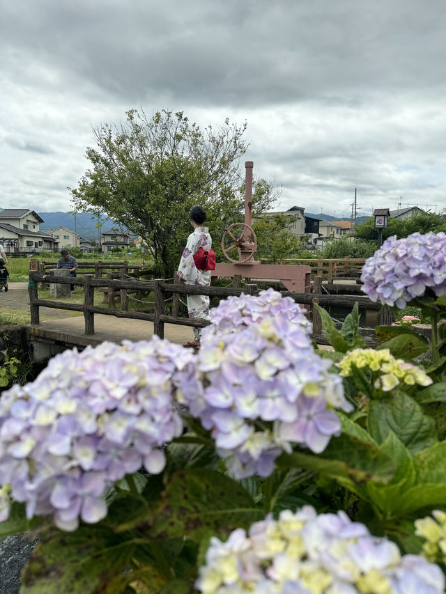 〜神奈川県〜ココは絶対行って！絶景無料あじさいスポット✨