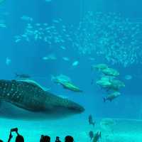 Okinawa Churaumi Aquarium