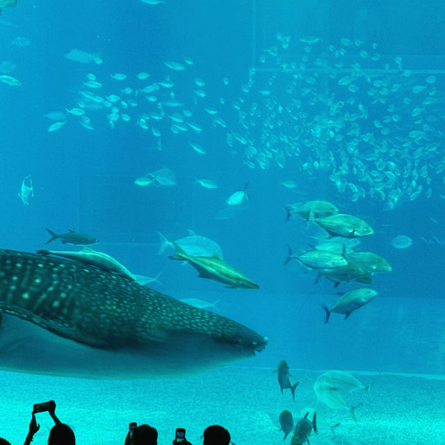Okinawa Churaumi Aquarium