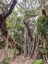 【奄美大島】シアワセの木、カジュマルの木