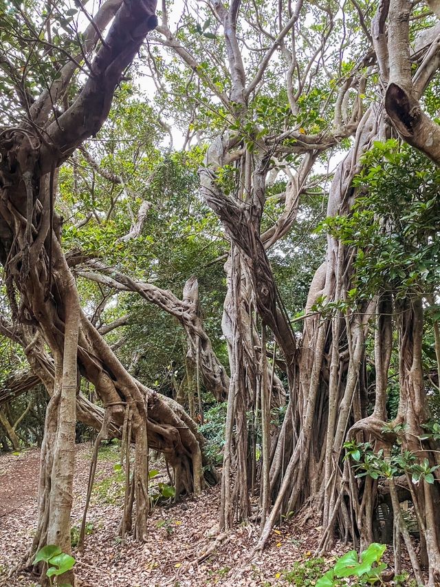 【奄美大島】シアワセの木、カジュマルの木