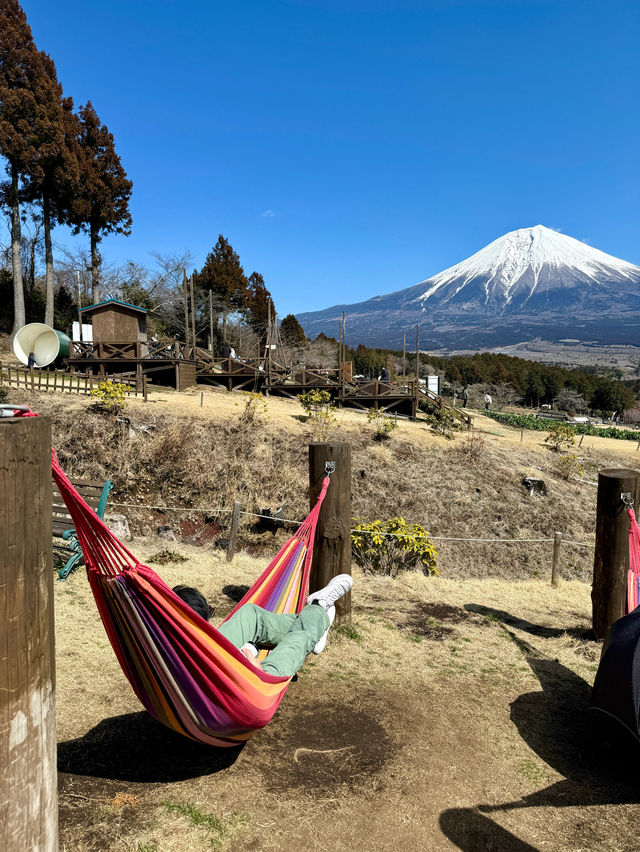 【🗻富士山下的馬飼野牧場🐑🌳】享受寧靜午後時光