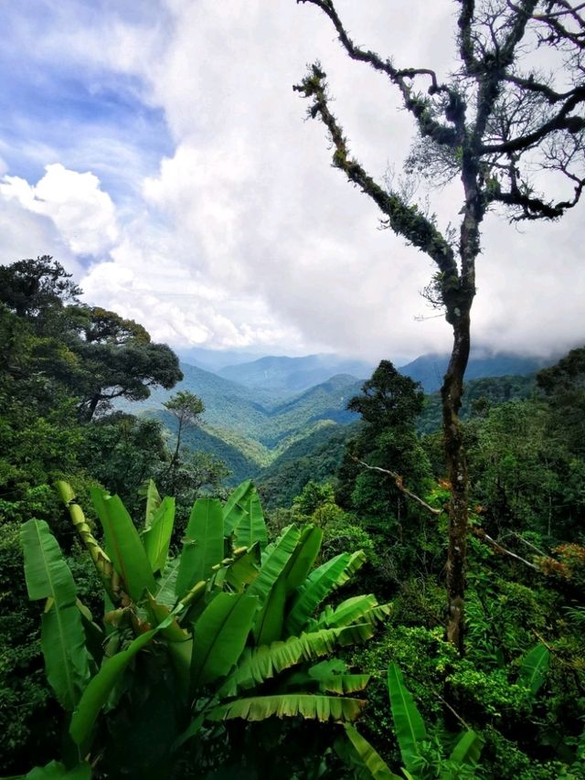 Enchanting Nature Preserve in Cameron Highland