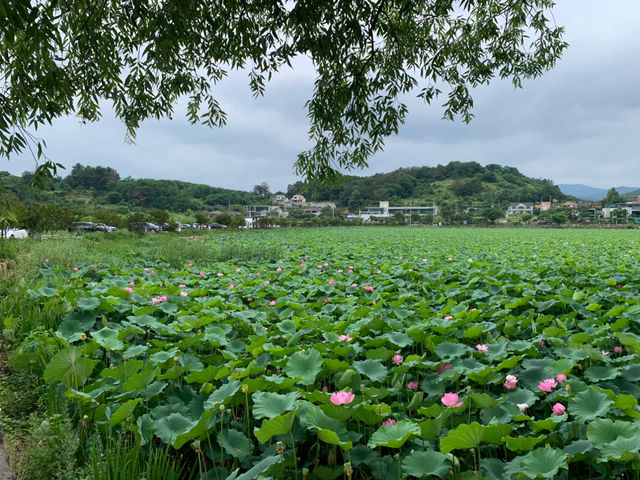"청도 연꽃의 빛, 유등연지의 환상"