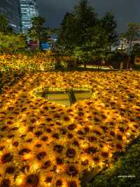 🌻大都会の真ん中に咲く乱れるひまわり畑 ひまわりスカイガーデン2024開催中 ライトアップ版