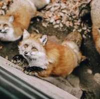 หมู่บ้านจิ้งจอก แห่งเมืองซาโอะ 🦊