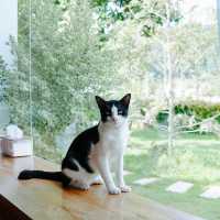 คาเฟ่ #Petfriendly ริมอ่างเก็บน้ำเขาจุก จ.ระยอง