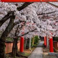 Cherry Blossom Season in Kyoto 🌸✨