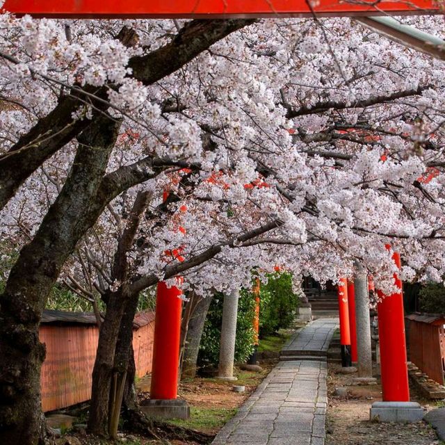 Cherry Blossom Season in Kyoto 🌸✨