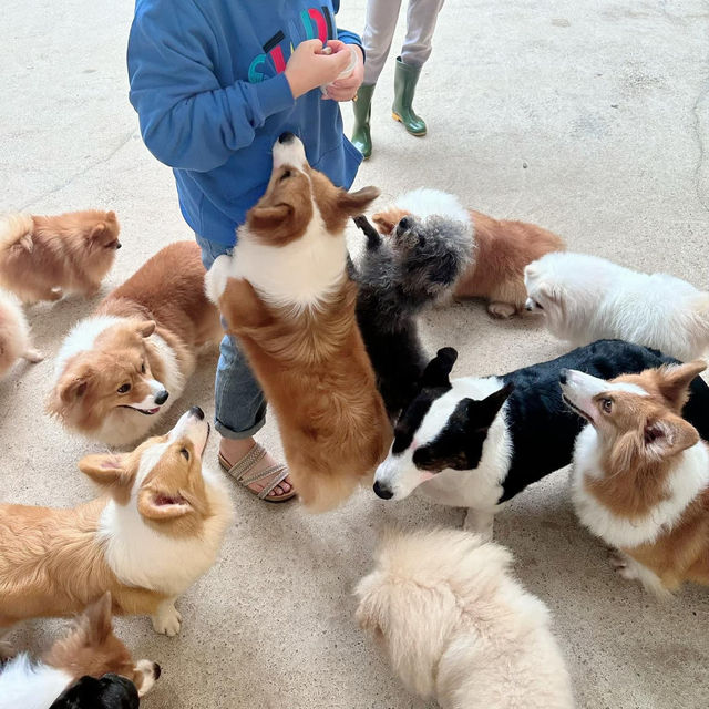 Pet Lover's Paradise: Puppy Farm Da Lat