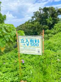 【沖縄 名護市】予約制の秘密の絶景スポット、ジュゴンの見える丘（嘉陽フライトエリア）🌊