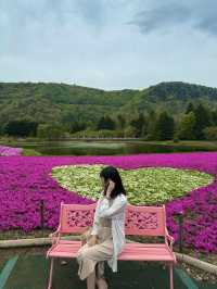 〜山梨県〜目が覚める👀日本一の絶景スポット🌸富士芝桜祭り✨