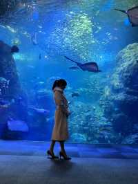 〜神奈川県〜幻想的的！江ノ島水族館！