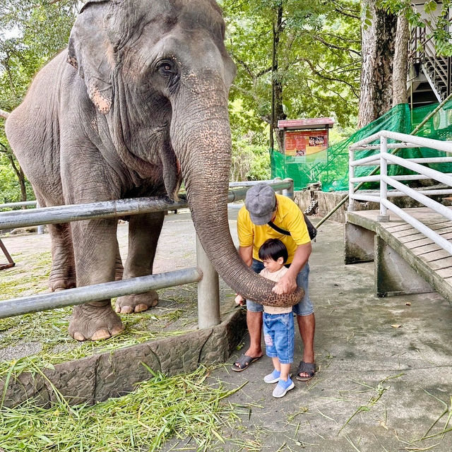 สวนสัตว์เปิดเขาเขียว 🌳 🐘🐒🦒🦓🦏🦜 🌳
