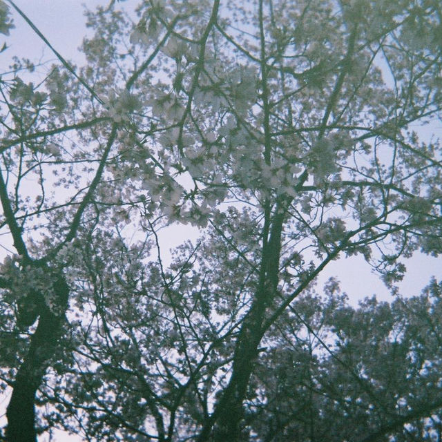 Cherry blossom