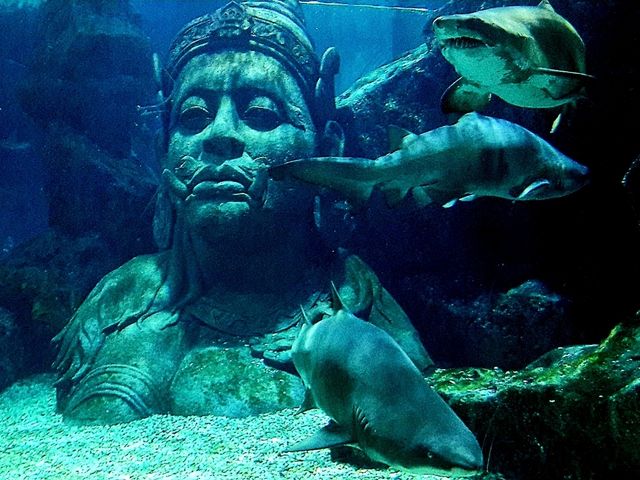 Sea Life Bangkok Ocean World สยามพารากอน