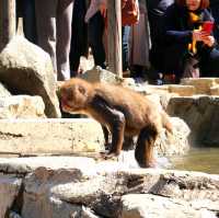 長野景點｜冬季到長野看野生獼猴泡溫泉—長野地獄谷野猿公苑
