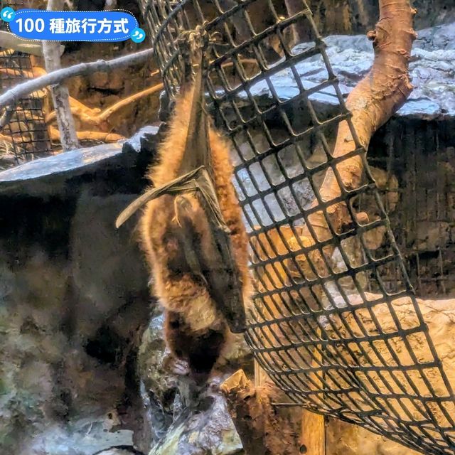 日本東京-大人小孩都喜歡的動物明星：上野動物園