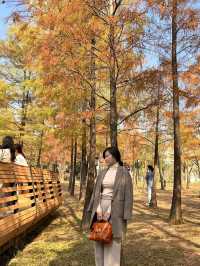 【深圳福田】蓮花山公園:落羽杉林美景,12月底至1月初最佳觀賞時間