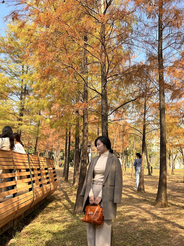 【深圳福田】蓮花山公園:落羽杉林美景,12月底至1月初最佳觀賞時間 【深圳福田】蓮花山公園:落羽杉林美景,12月底至1月初最佳觀賞時間