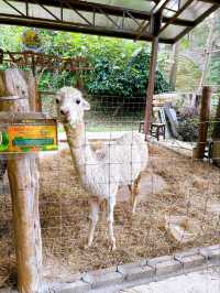 Exploring Bentong Farm: A Nature Lover’s Paradise