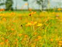 ทุ่งดอกไม้ เขาจีนแล Flower House ลพบุรี 