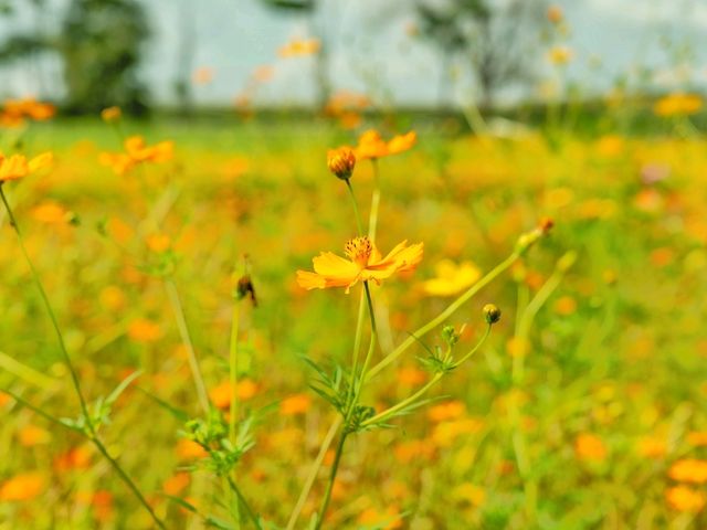 ทุ่งดอกไม้ เขาจีนแล Flower House ลพบุรี 
