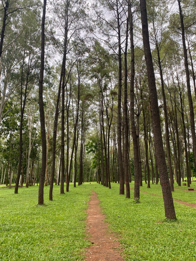 สวนสนแม่แตง | จ.เชียงใหม่ 🌲🪵🍃🌦️